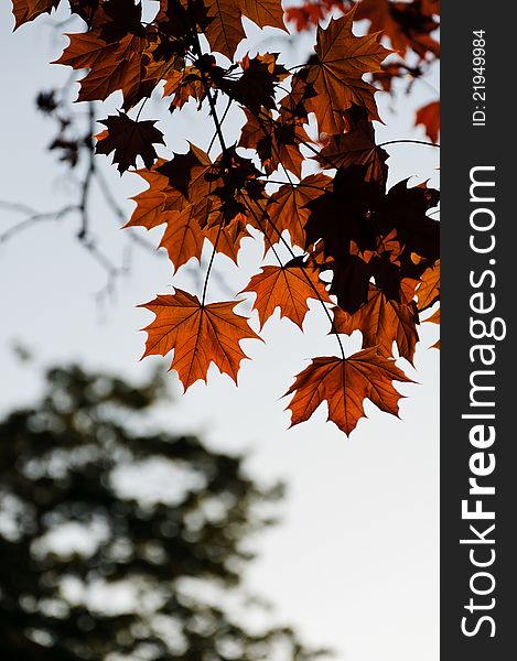 Brown maple leaves in autumn.