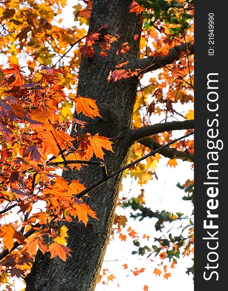 Brownish maple leaves in autumn. Brownish maple leaves in autumn