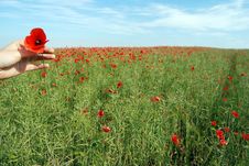 Field Of Poppies Stock Image Field Of Poppies Stock Image