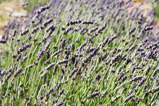 English Lavender Plant Flowers Stock Image English Lavender Plant Flowers Stock Image