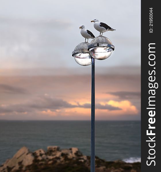 Seagulls silhouettes on a lamp, coastline in France, near the Atlantic. Seagulls silhouettes on a lamp, coastline in France, near the Atlantic