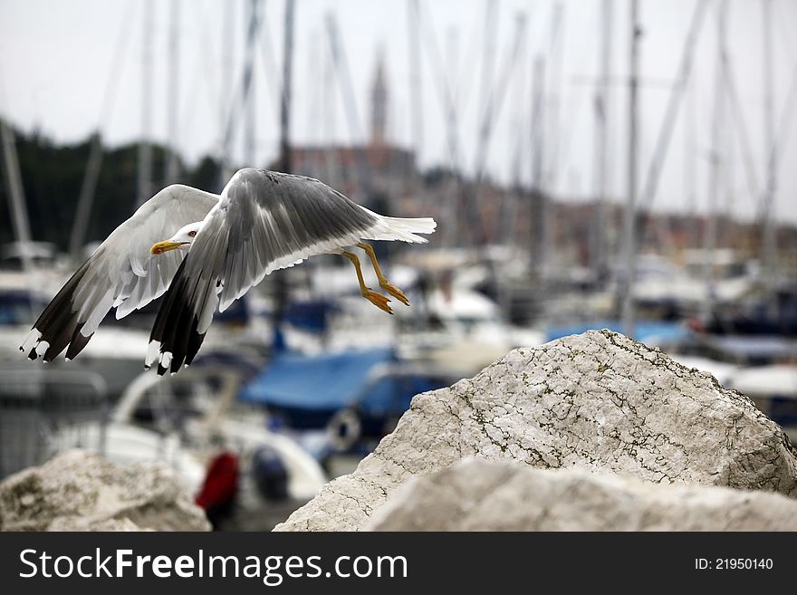 Seagull starts to fly in on Croatian marine