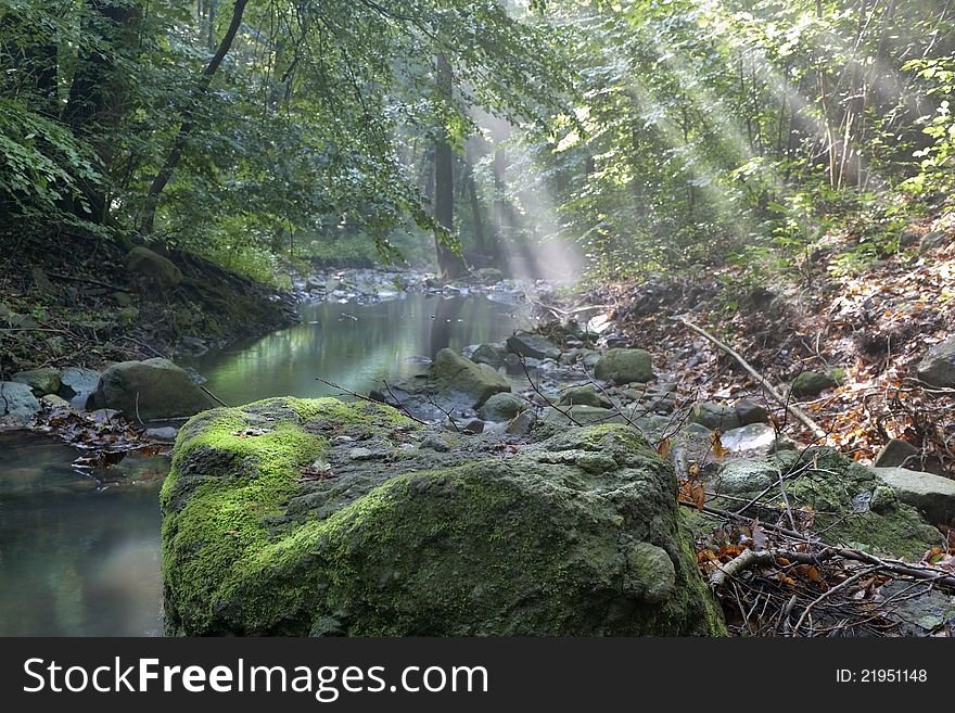 Mysterious mood, deep in the forest, early in the morning. Mysterious mood, deep in the forest, early in the morning