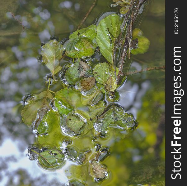 Leaves on the surface of a stream.