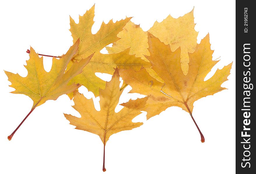 Colorful fall maple leaves isolated on white background