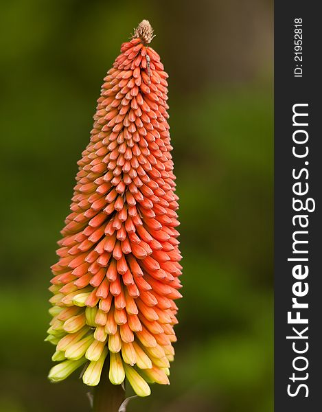 Native to South Africa, this is one of the shortest, prettiest and most reliably cold-hardy species in the genus. This is an improved cultivar with lovely coral-red and yellow bi-color flower spikes. Native to South Africa, this is one of the shortest, prettiest and most reliably cold-hardy species in the genus. This is an improved cultivar with lovely coral-red and yellow bi-color flower spikes.
