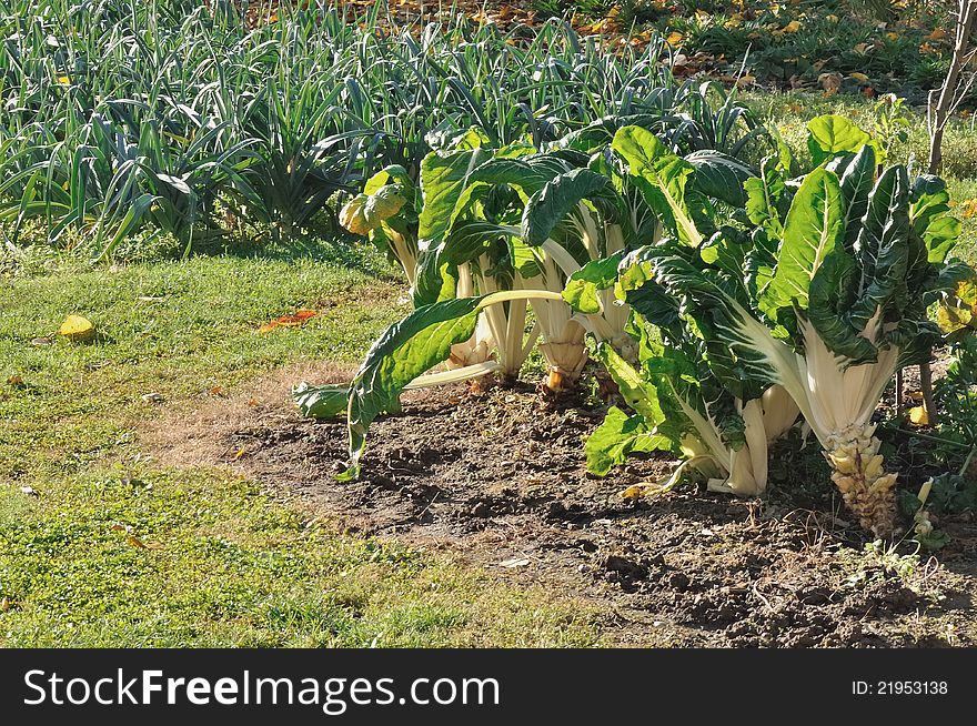 Chard And Leeks In Vegetable Garden