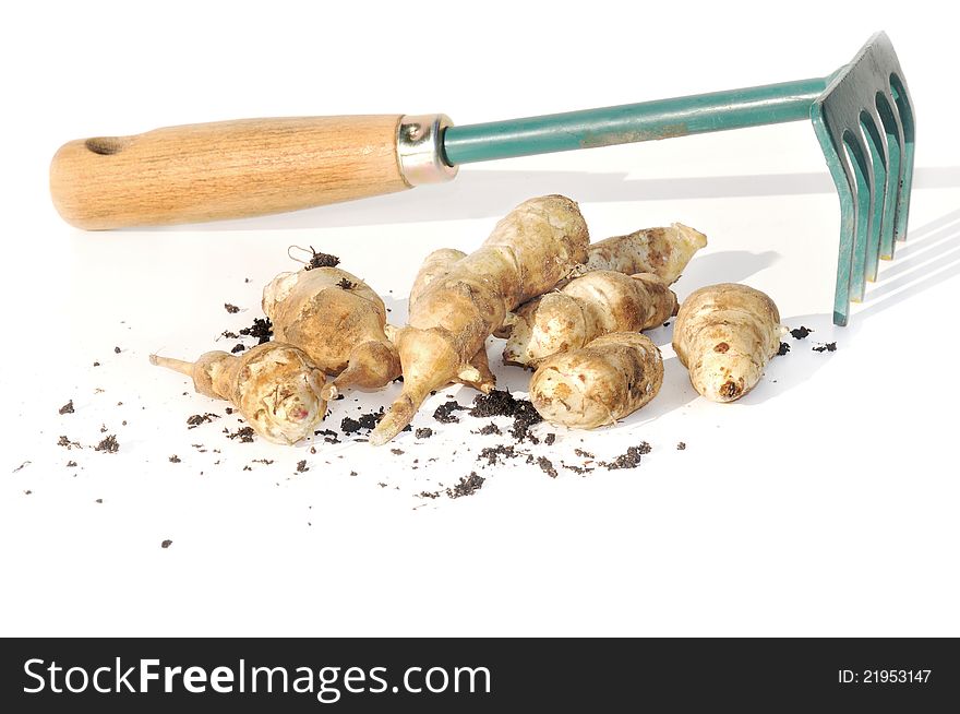 Jerusalem artichokes fallow picked on white background with a small rake. Jerusalem artichokes fallow picked on white background with a small rake