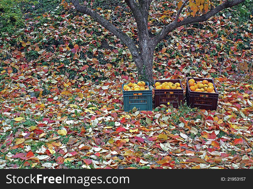 Khaki in plastic baskets on the ground under a tree. Autumn time, ground full of leaves.