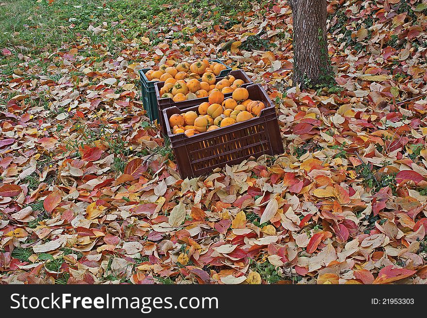 Khaki in plastic baskets on the ground under a tree. Autumn time, ground full of leaves.