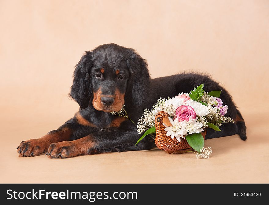 Setter S Puppy With Flowers