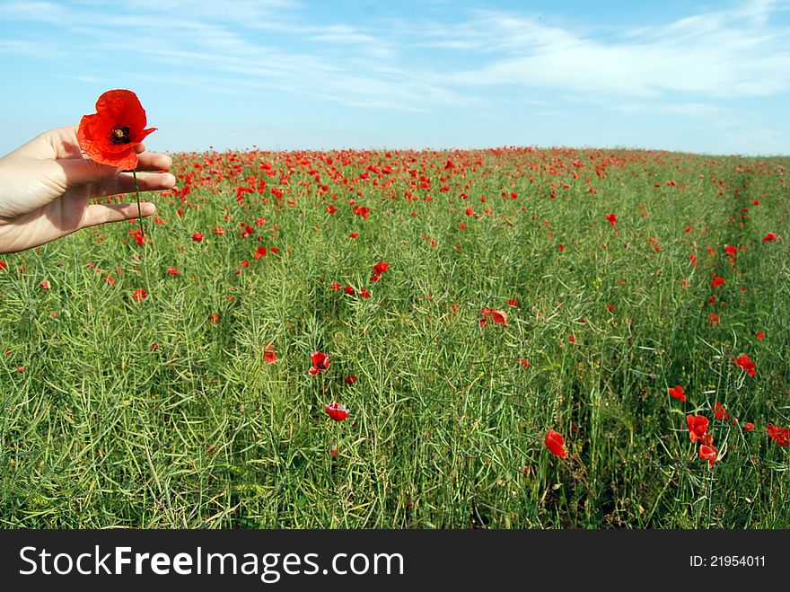 Field of poppies