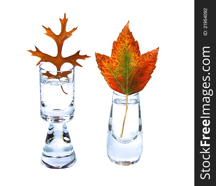 Two autumn leaves in small vases on white background. Two autumn leaves in small vases on white background