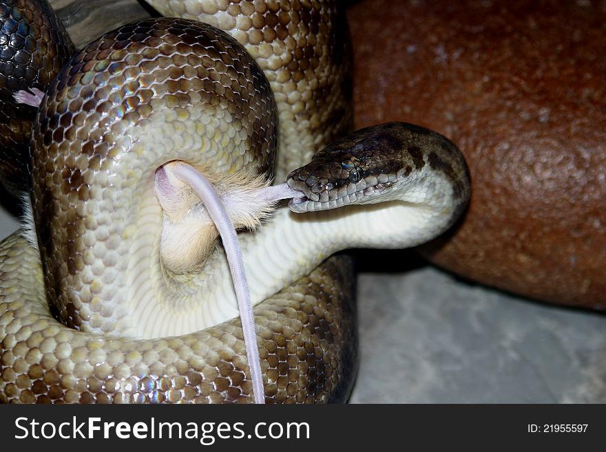 Children's python antaresia childreni feeding on the mouse. Children's python antaresia childreni feeding on the mouse