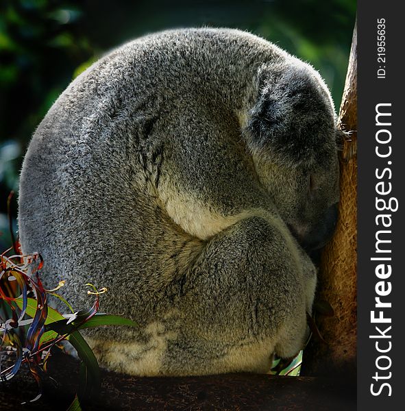 Grey young koala, sleeping curled-up on the eucalyptus tree. Grey young koala, sleeping curled-up on the eucalyptus tree