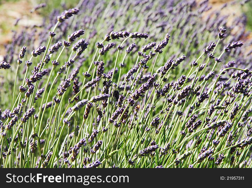 Organically grown english lavender flower plants to be used in essential oils distillation. Organically grown english lavender flower plants to be used in essential oils distillation