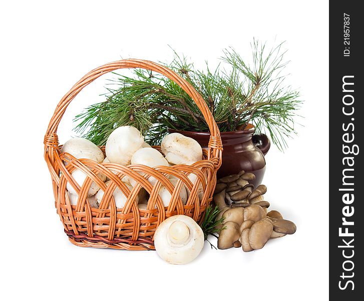 Beautiful wicker basket with champignon and oyster on a white background. Beautiful wicker basket with champignon and oyster on a white background