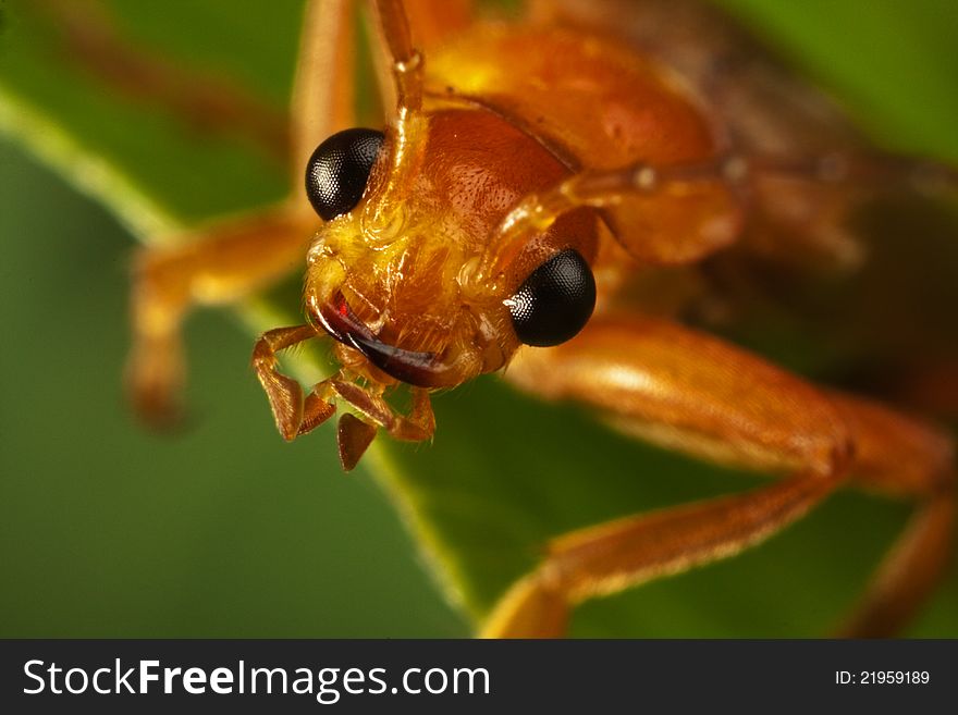 FlySoldier Beetle