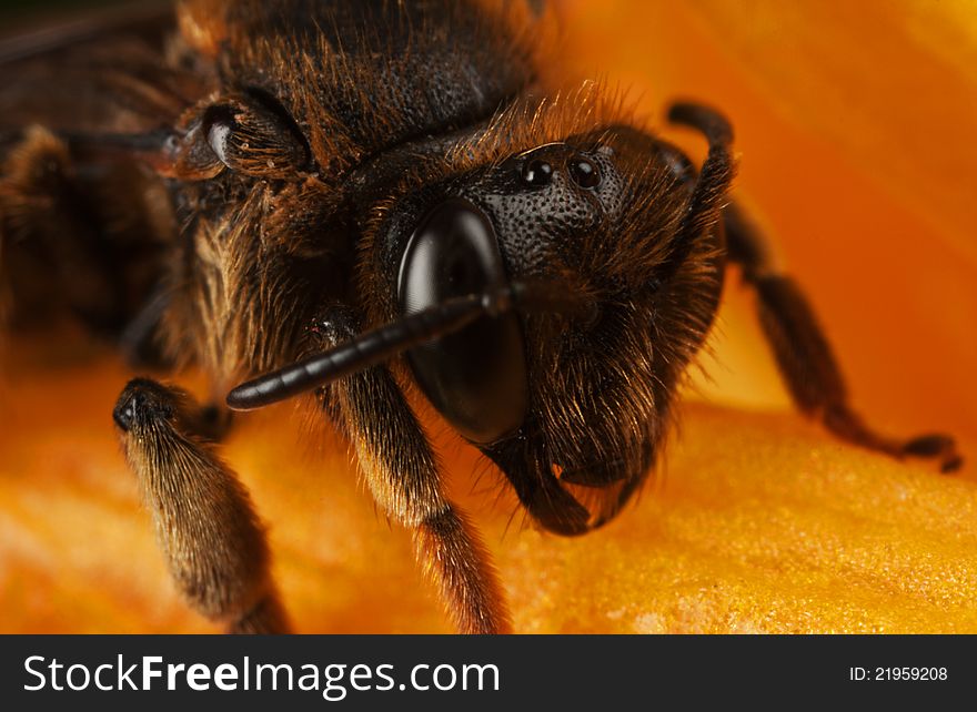 Macro of a bee on orange flower