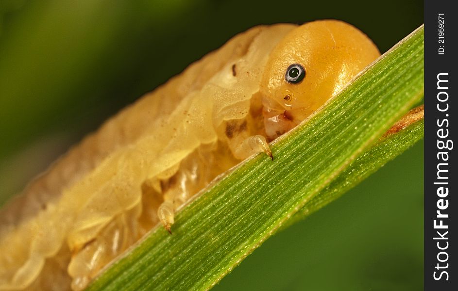 Macro of a butterfly larva