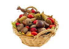 Fall Arrangement Royalty Free Stock Image Fall Arrangement Royalty Free Stock Image