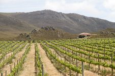 Mediterranean Vineyard Country Villa Royalty Free Stock Image Mediterranean Vineyard Country Villa Royalty Free Stock Image