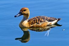 Wild Duck In The Lake Stock Photography