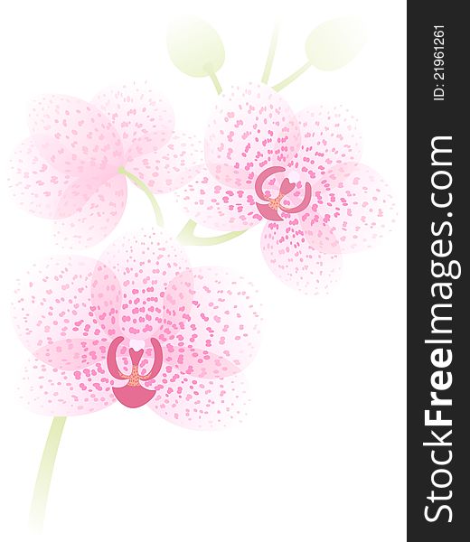 Branch of pink orhid on white background. Branch of pink orhid on white background.