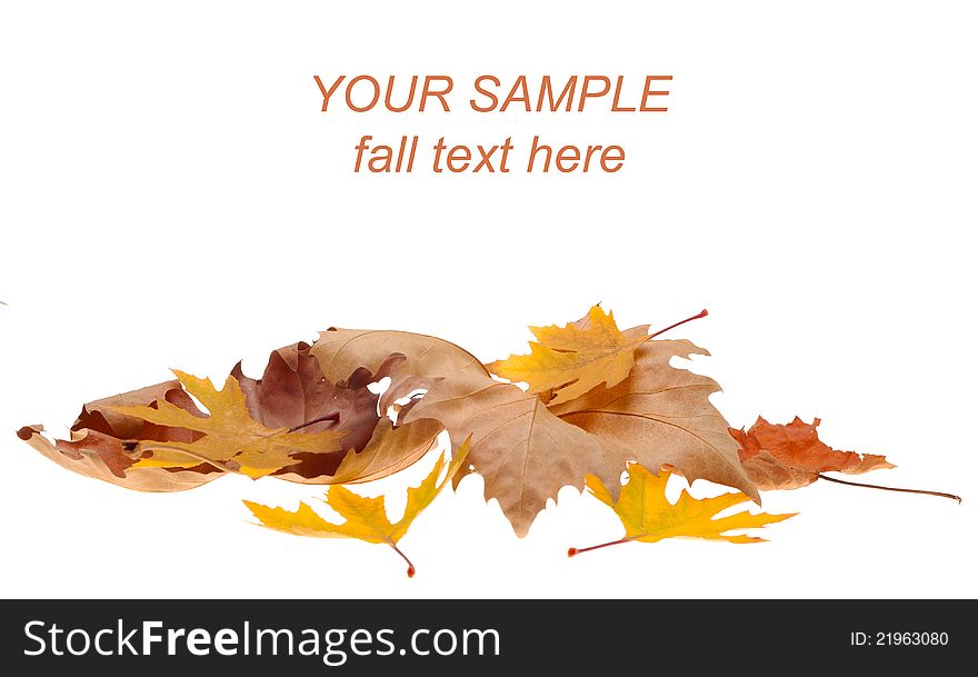 Colorful fall maple leaves isolated on white background