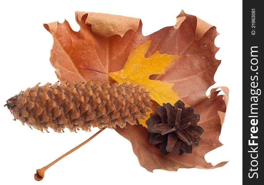 Autumn leaves and cones isolated on white background