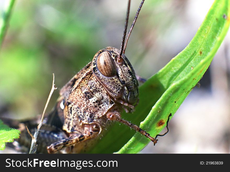 Closeup Dark grasshopper sits on blade of grass