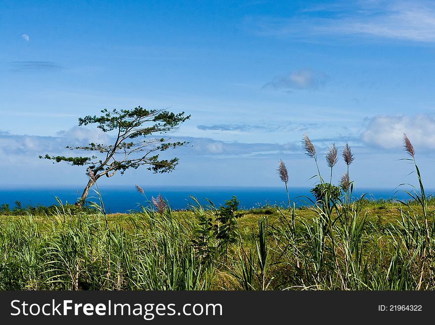 Serene view of blue ocean from green coast with grass on the foreground.