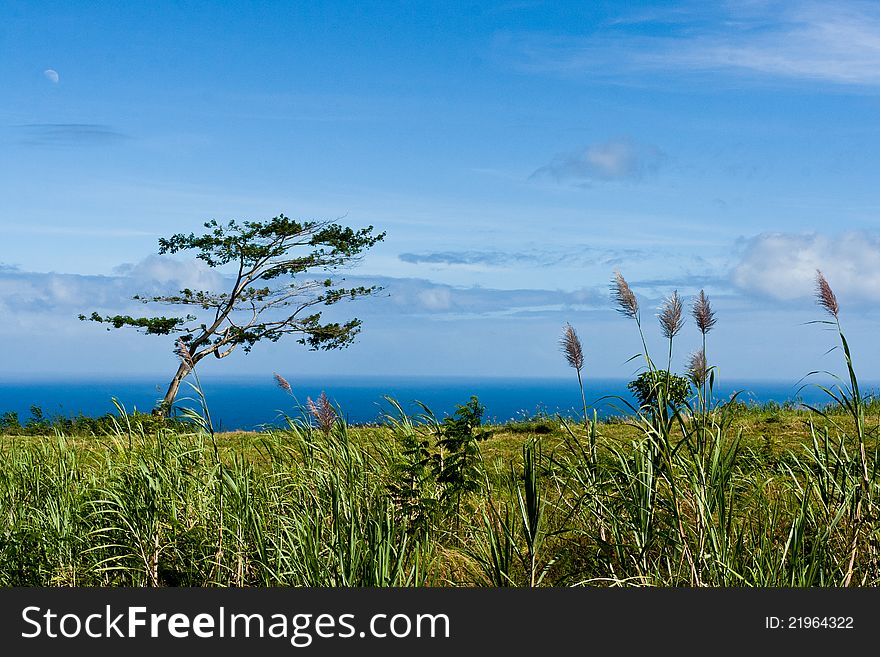 Serene view of blue ocean from green coast