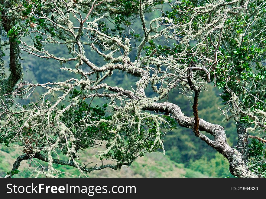 Mystical tree branch with moss.