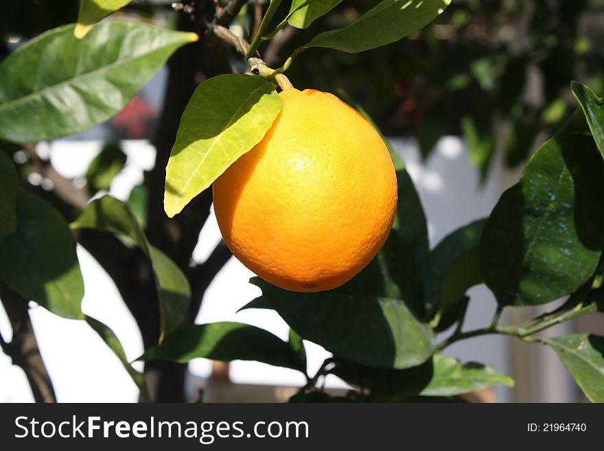 Orange hanging from a tree branch. Orange hanging from a tree branch