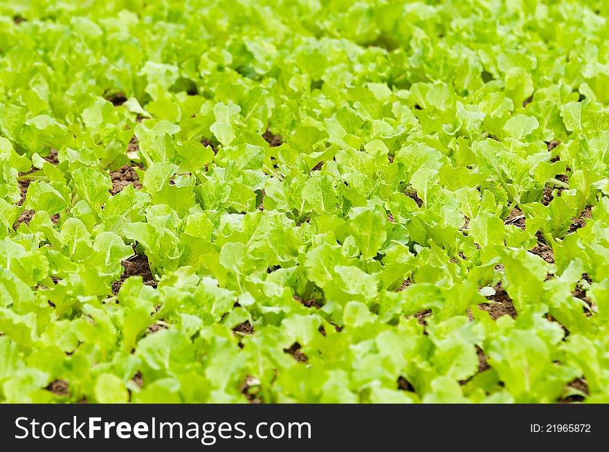 Vegetable Garden