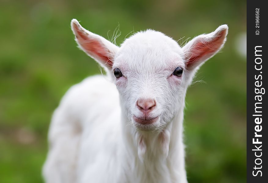 The Small Goat
