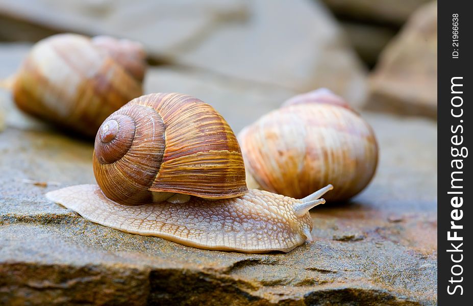 Snails spiral creep on stones. Snails spiral creep on stones