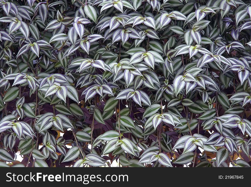 The background of ornamental leaves