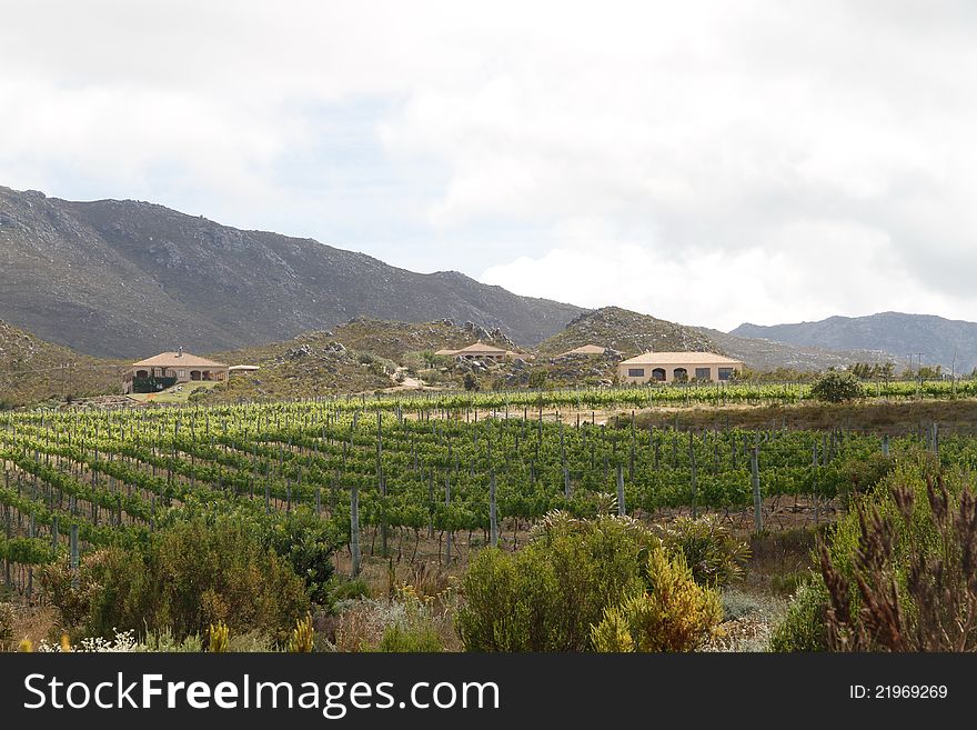 Summer country villas with mountains landscape and vineyards plantation. Summer country villas with mountains landscape and vineyards plantation