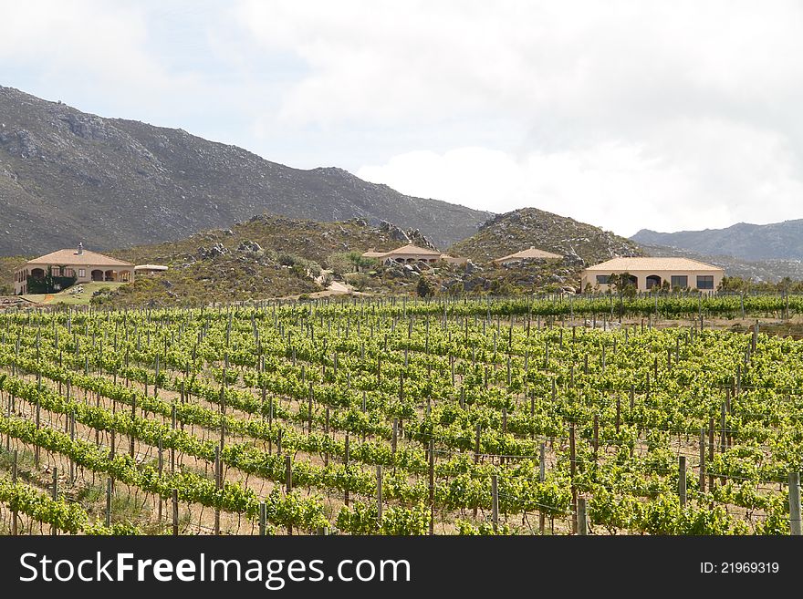 Summer country villas with mountains landscape and vineyards plantation. Summer country villas with mountains landscape and vineyards plantation