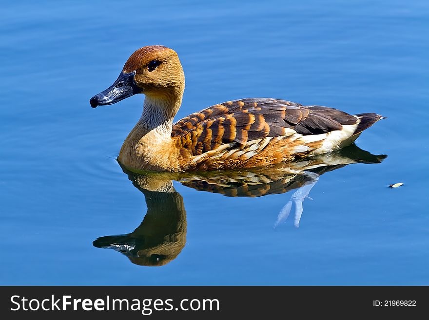 Wild duck in the lake, reflections on symmetry