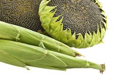 Sunflowers And Corn. Royalty Free Stock Photo Sunflowers And Corn. Royalty Free Stock Photo