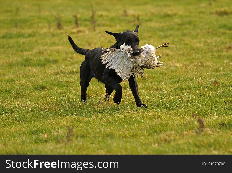 Gun dog retrieving a pheasant to his master. Gun dog retrieving a pheasant to his master.