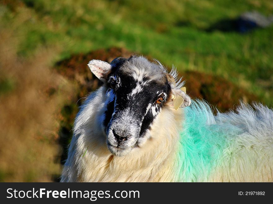 Black face sheep. Photo taken in co. Waterford, Ireland. Near Coumshingaun lake. Black face sheep. Photo taken in co. Waterford, Ireland. Near Coumshingaun lake.