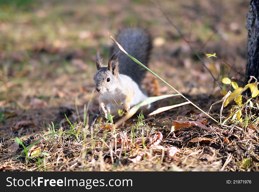 Squirrel sits on the grass