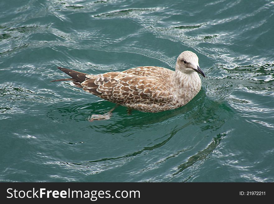 Photograph of a seagull swimming in the sea
