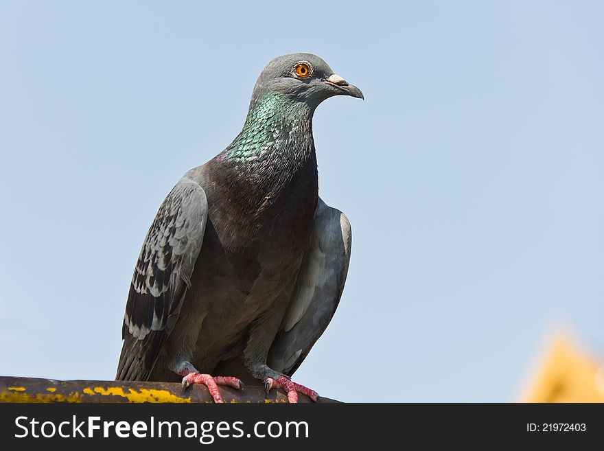 A grey pigeon sitting on the old street fence