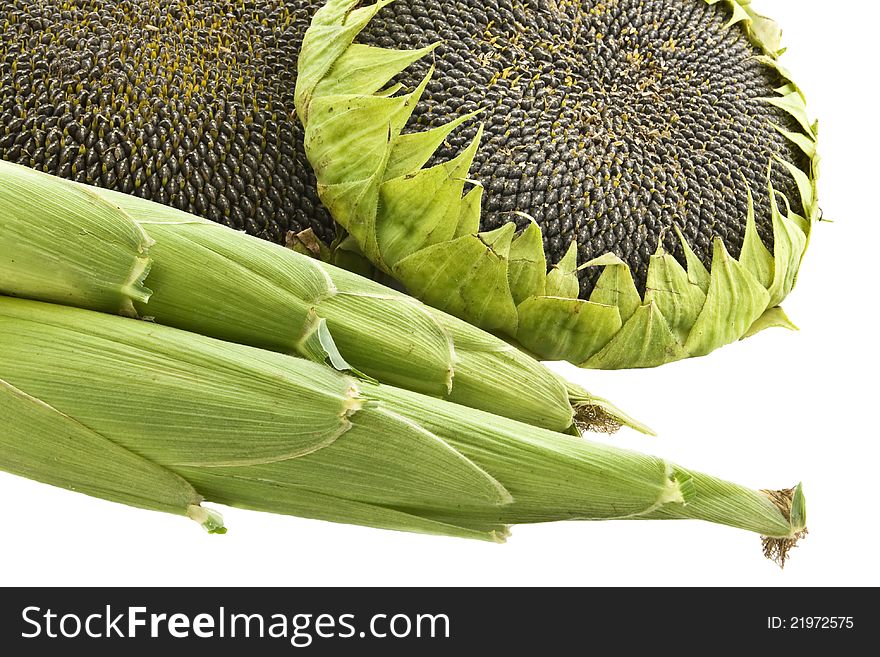 Ripe sunflowers and corn isolated on a white background. Ripe sunflowers and corn isolated on a white background.
