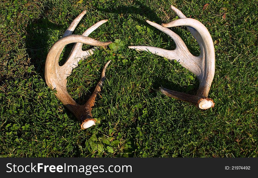 Pair of whitetail deer sheds found in late summer.